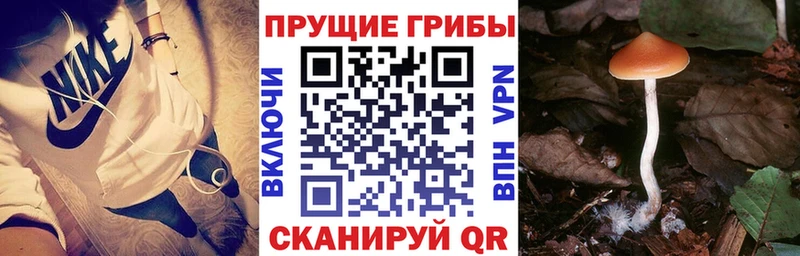 Псилоцибиновые грибы мицелий  как найти закладки  Владимир 